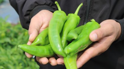 green chile peppers